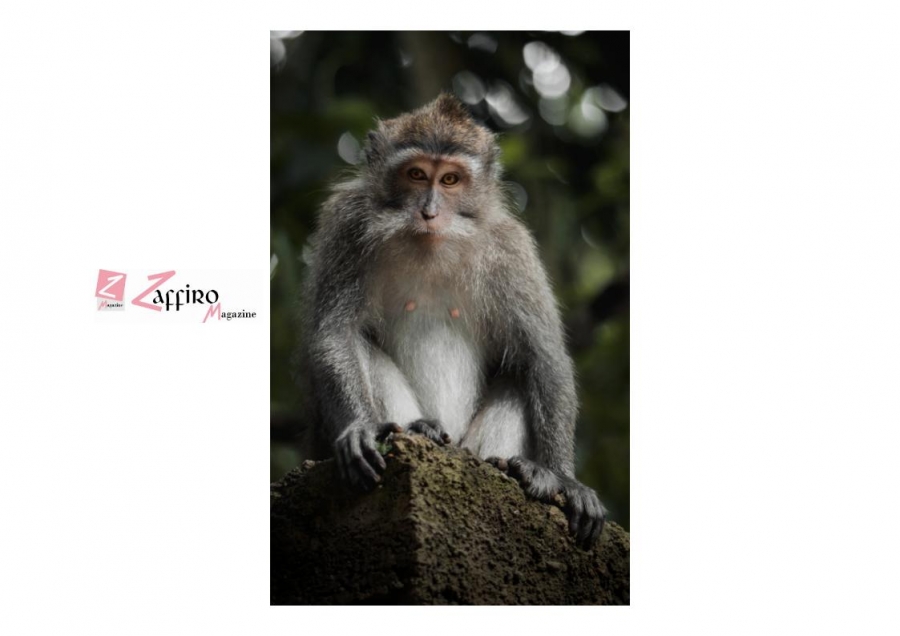 New Delhi,  uomini scimmia per spaventare macachi rhesus