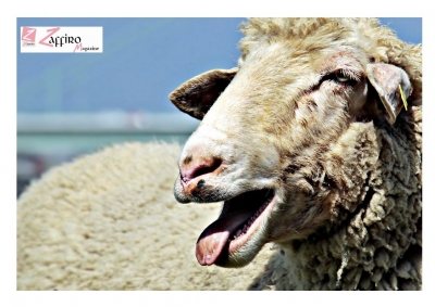 Grecia/cannabis, gregge di pecore entra in una coltivazione e mangia 300 kg di marijuana.