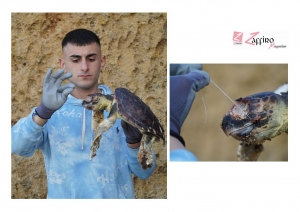 SOS tartarughe: scoperta una tartaruga marina senza vita uccisa dalla plastica.