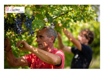 La vendemmia, rito antico. Sicilia, era il 1967