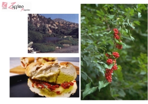 La gita e la scoperta dell’arbusto di Lentisco in una Sicilia ancora autentica…