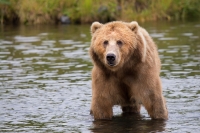 Abbattimento orso in Trentino, interviene il governo: 