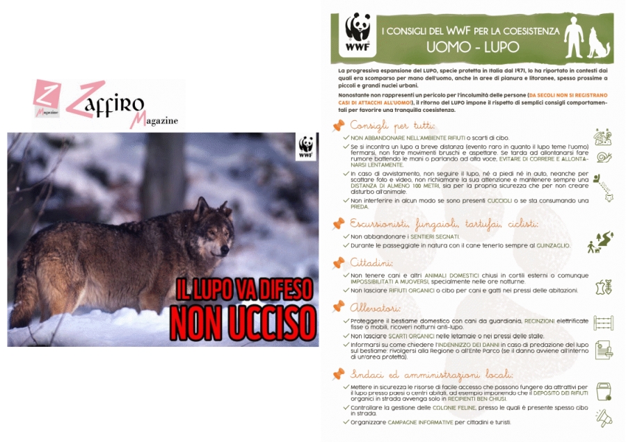 Incontri ravvicinati con il lupo: consigli del WWF Abruzzo