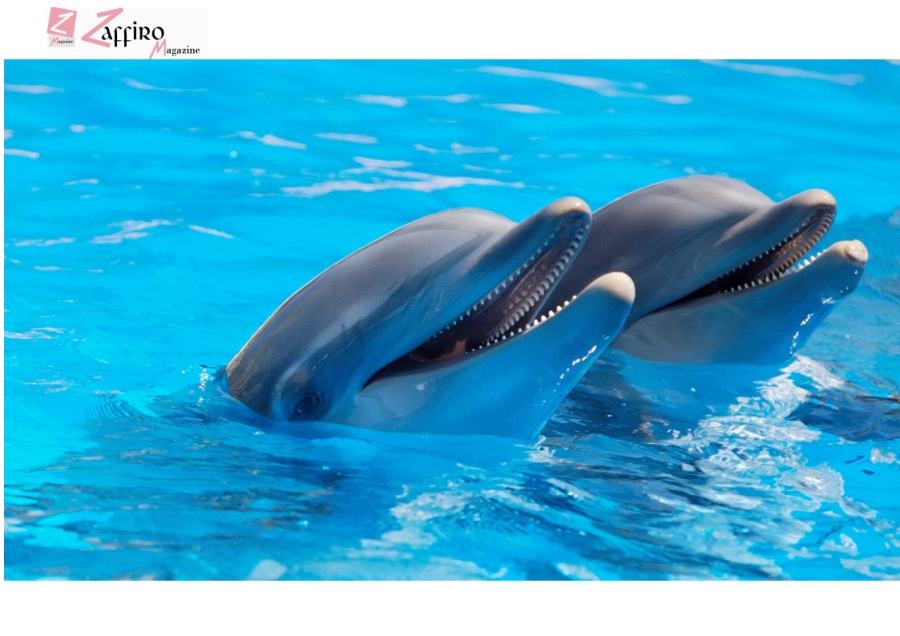Delfini, tratti del loro carattere simili agli umani.