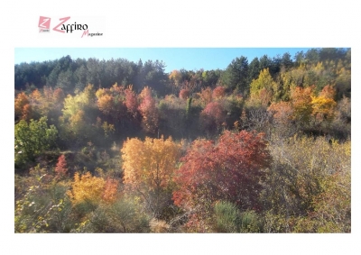 Foliage d'autunno: nei boschi montani, l’incantesimo, la fiaba