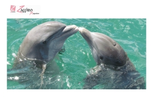 Le delfine hanno la clitoride sensibile e provano piacere.