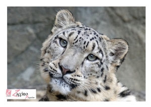 Germania, leopardo Troja attacca alla testa modella durante servizio fotografico in gabbia