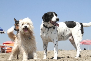 Ferrragosto a Baubeach®, la spiaggia per cani liberi e felici di Maccarese
